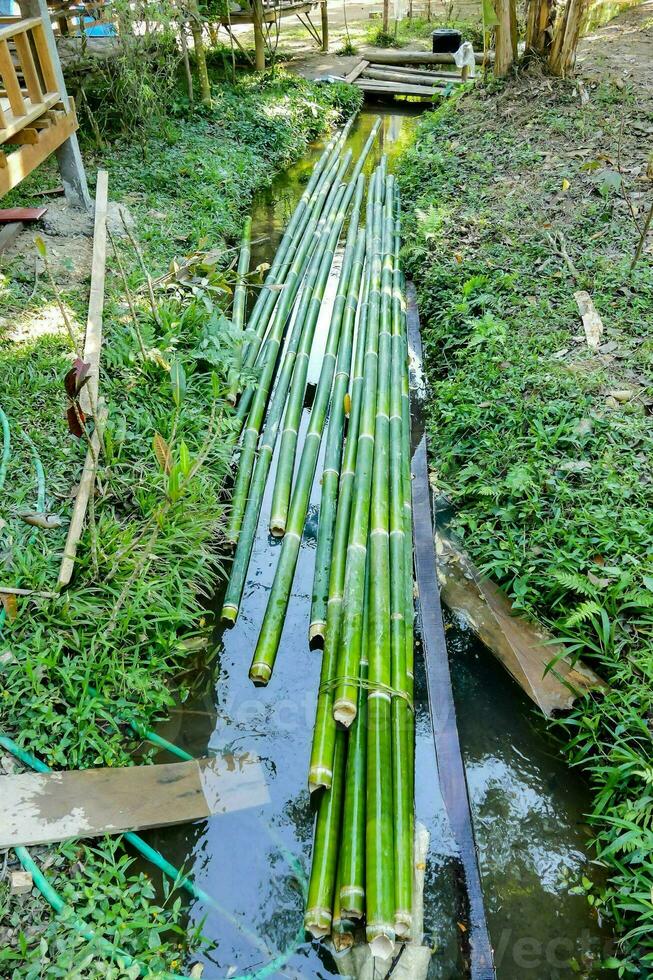 bambu postes estão ser usava para faço uma ponte foto