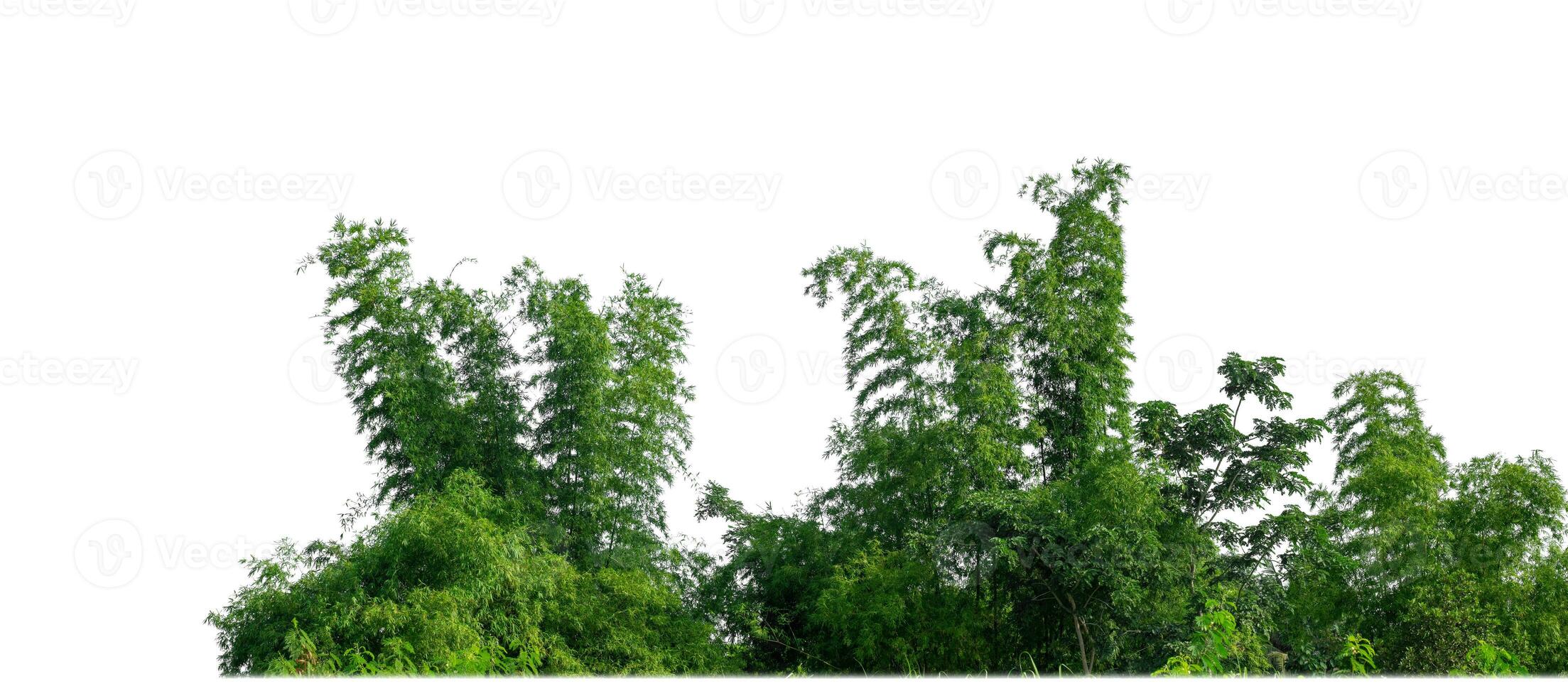 verde árvores isolado em branco fundo.are floresta e folhagem dentro verão para ambos impressão e rede Páginas com cortar caminho e alfa canal. foto