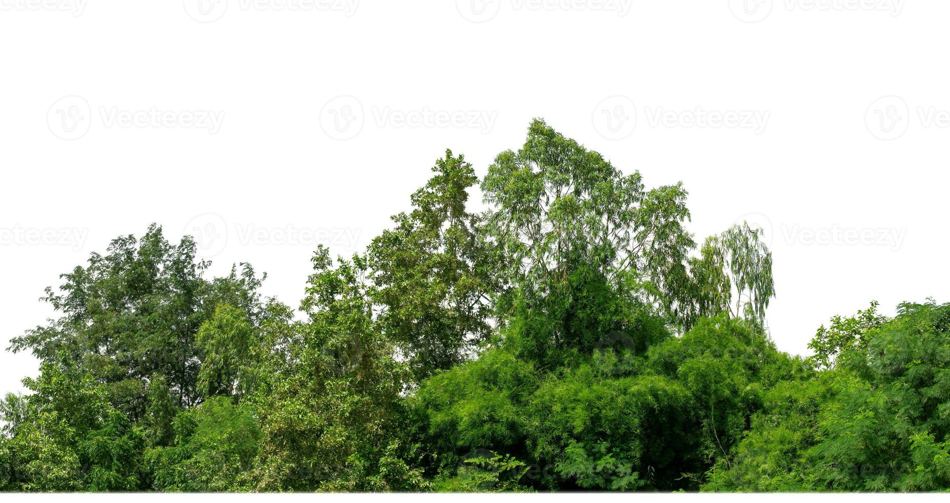 verde árvores isolado em branco fundo.are floresta e folhagem dentro verão para ambos impressão e rede Páginas com cortar caminho e alfa canal. foto