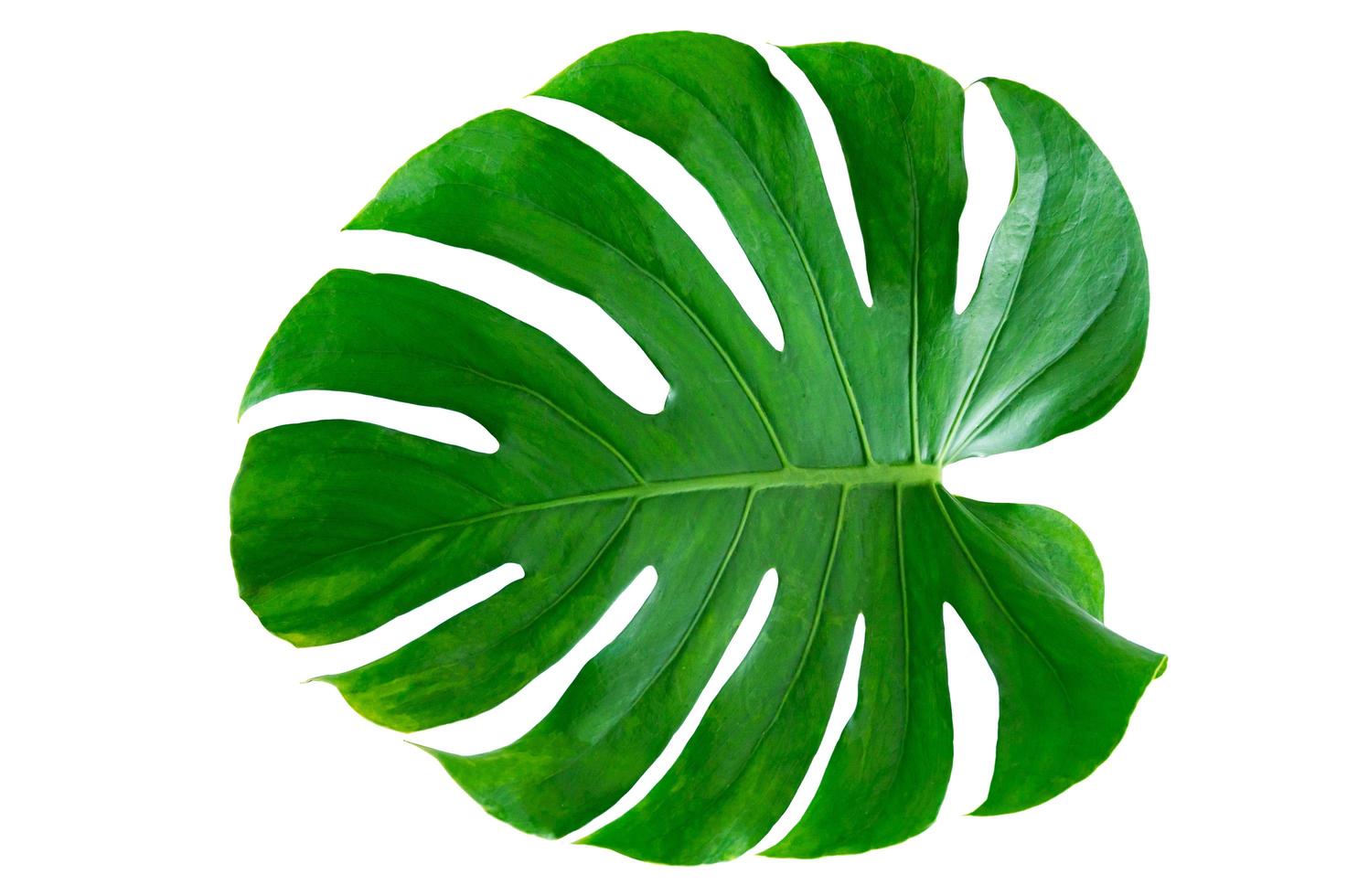 folha monstera isolada no fundo branco foto