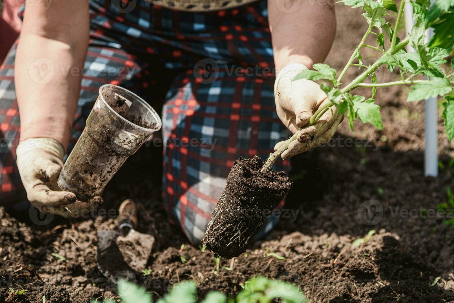 plantio tomate mudas com a mãos do uma Cuidado agricultor dentro seus jardim foto