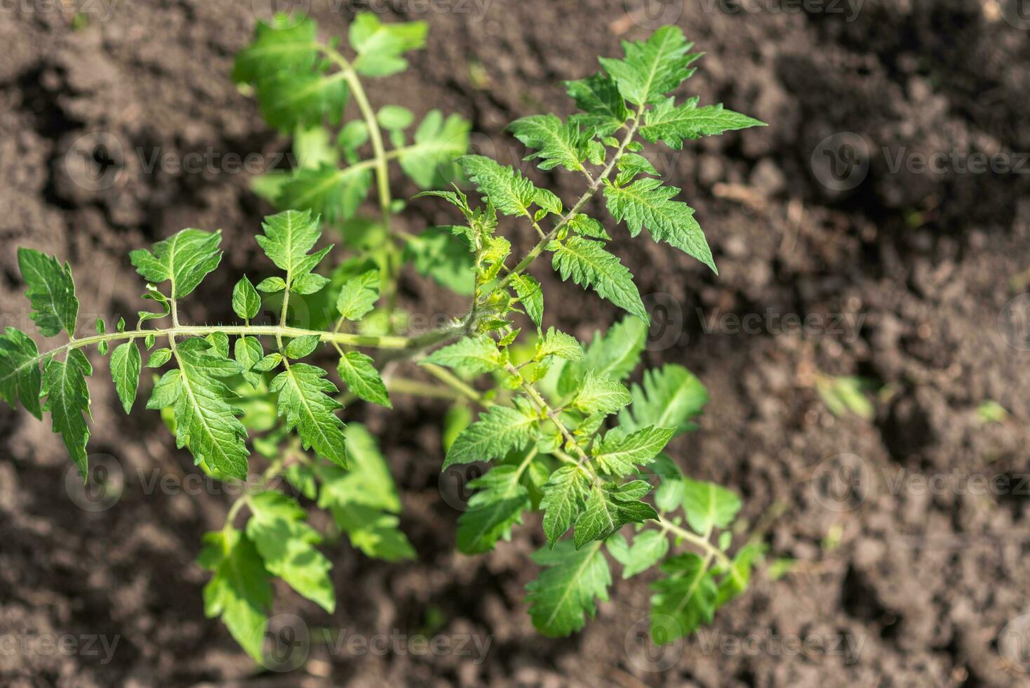 jovem tomate mudas crescer dentro a jardim dentro Primavera foto