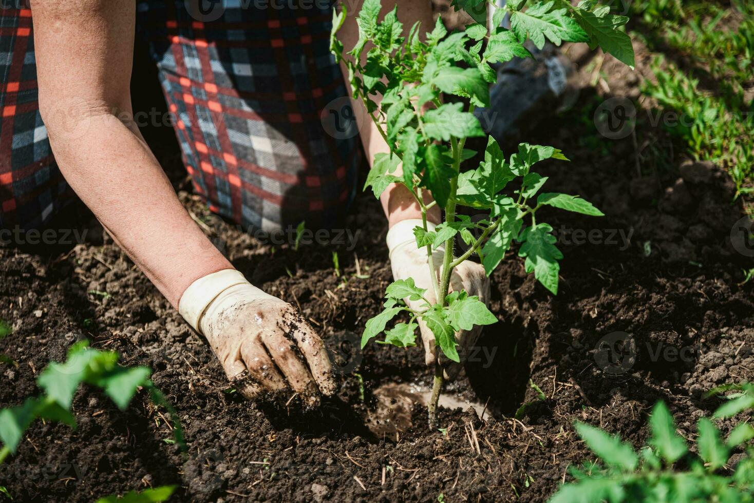 plantio tomate mudas com a mãos do uma Cuidado agricultor dentro seus jardim foto