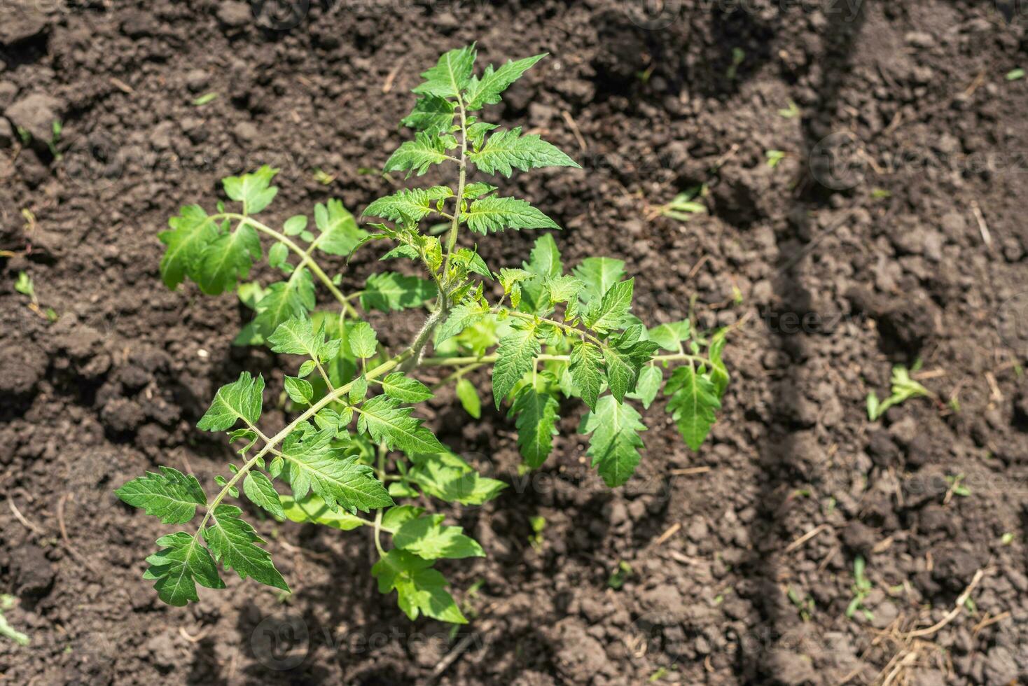 jovem tomate mudas plantado dentro uma jardim cama dentro uma estufa dentro uma Vila dentro Primavera foto