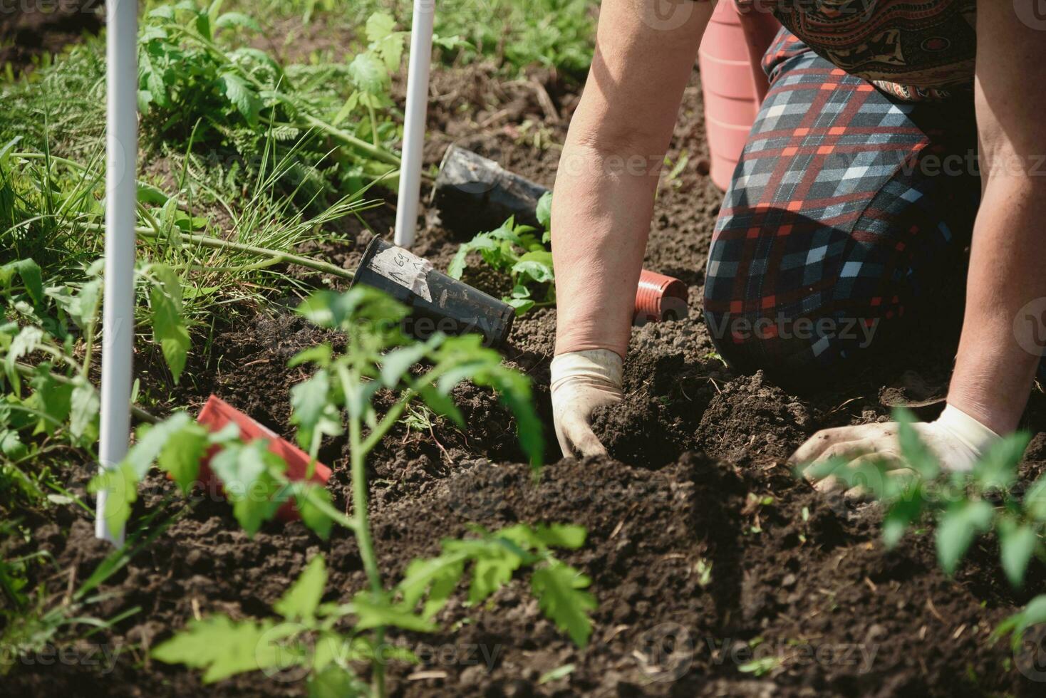 plantio tomate mudas com a mãos do uma Cuidado agricultor dentro seus jardim foto