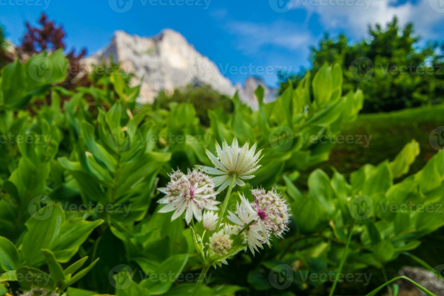 astrantia principal ,isere,frança foto