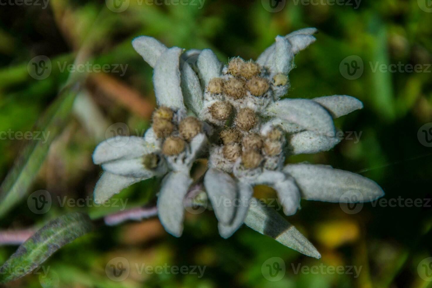 edelweiss dentro suíço foto