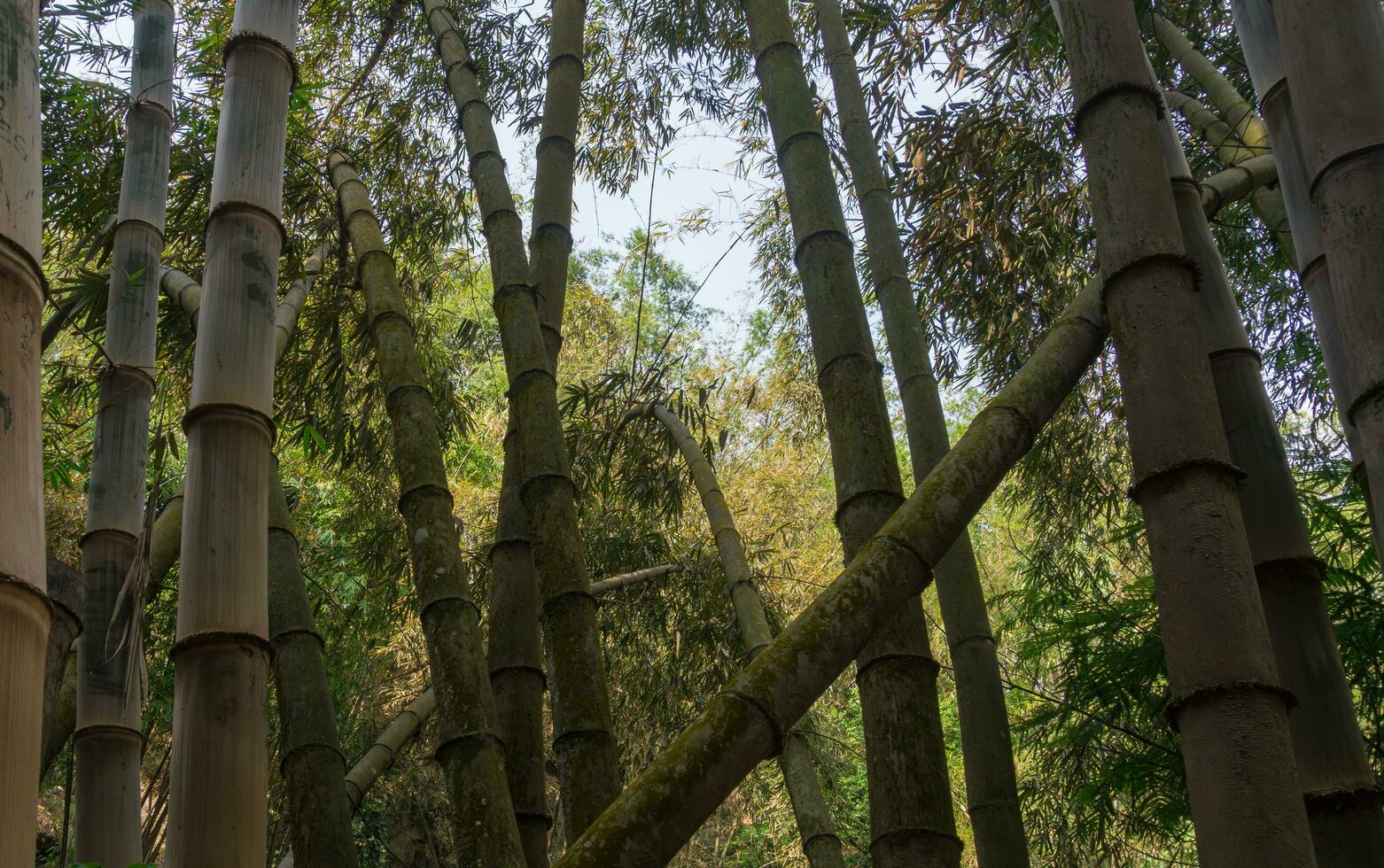Castanho bambu árvore às coban longe, Indonésia foto