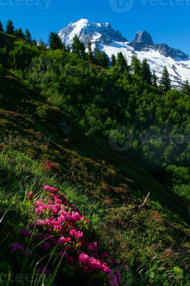 pecleret,arge,tiere, Chamonix, alta Sabóia, França foto