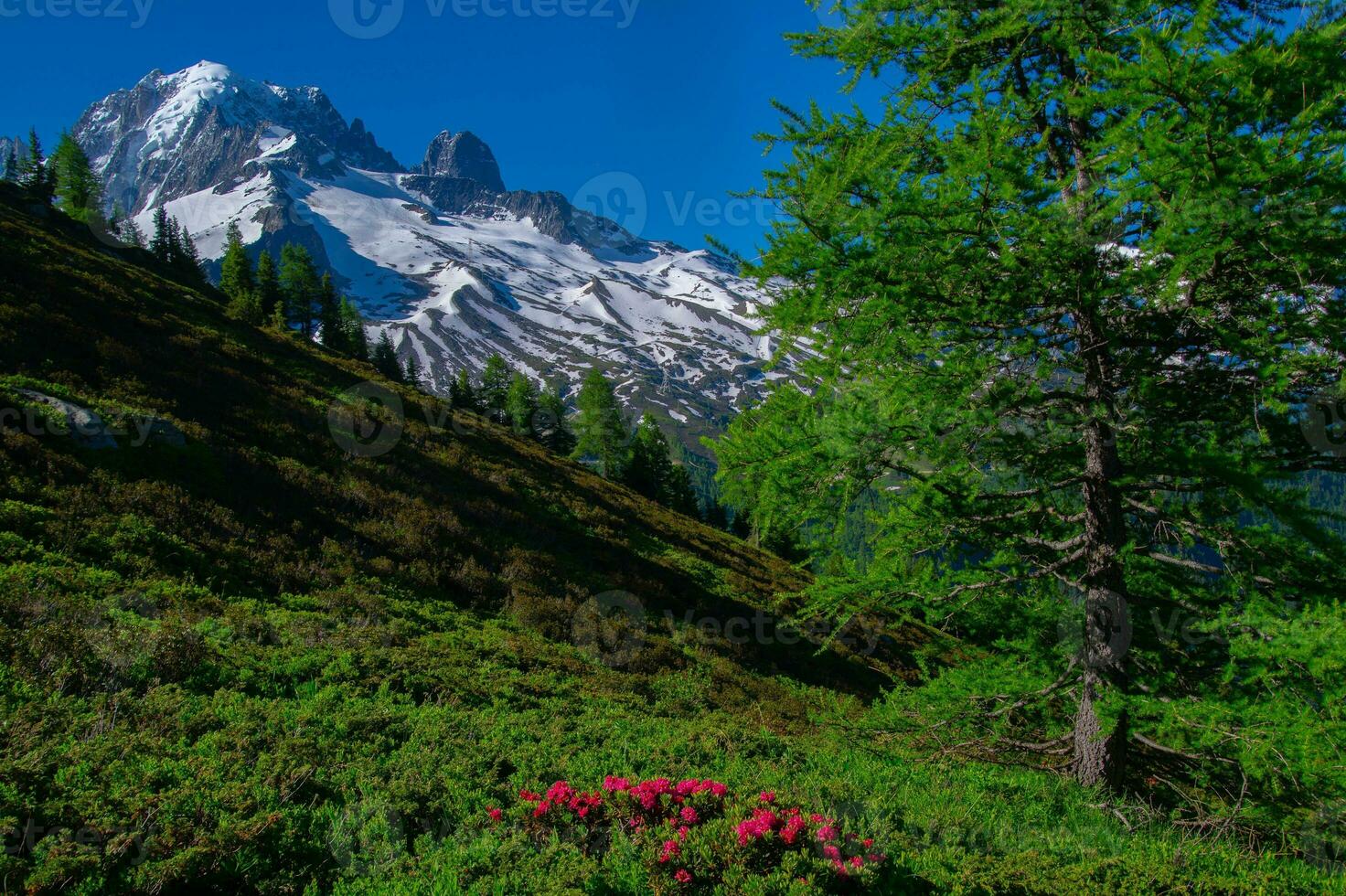 pecleret,arge,tiere, Chamonix, alta Sabóia, França foto