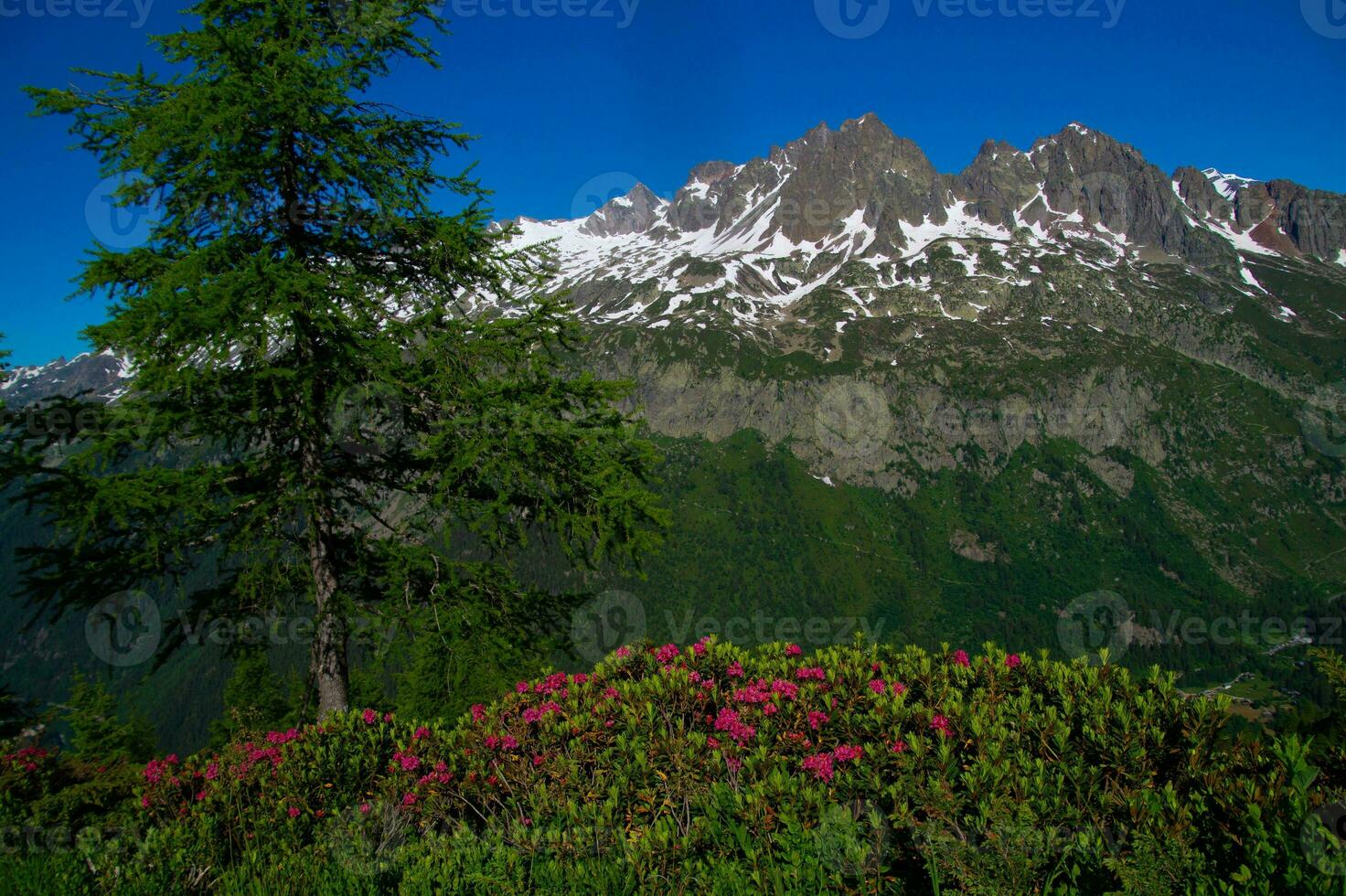 pecleret,arge,tiere, Chamonix, alta Sabóia, França foto