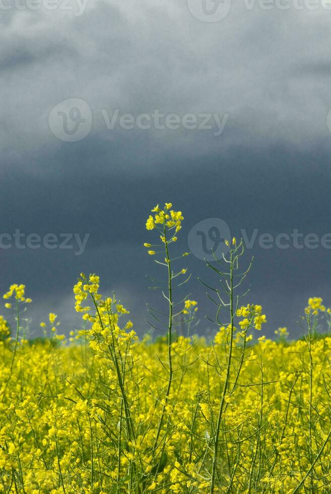 estupro Primavera panorama foto