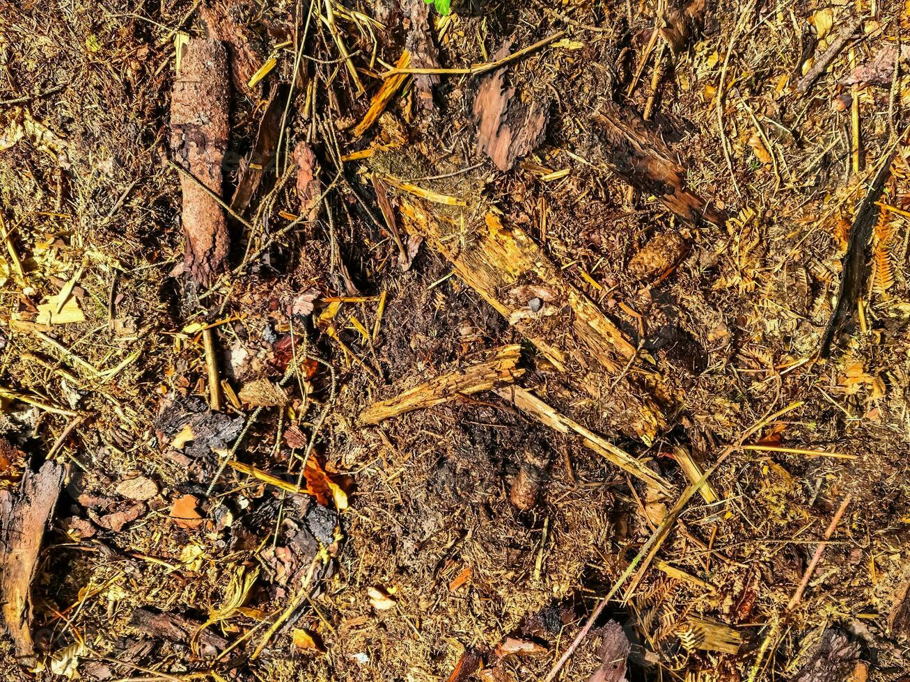 vista detalhada de perto em uma textura de terra de floresta com musgo e galhos foto