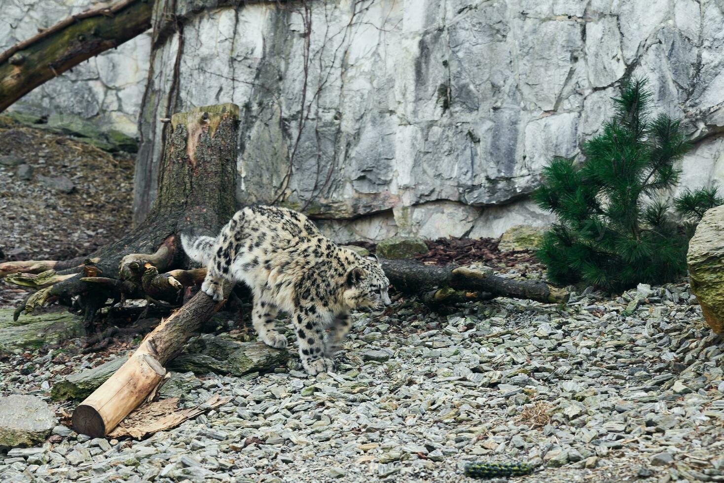 neve leopardo em repouso dentro natureza fundo foto