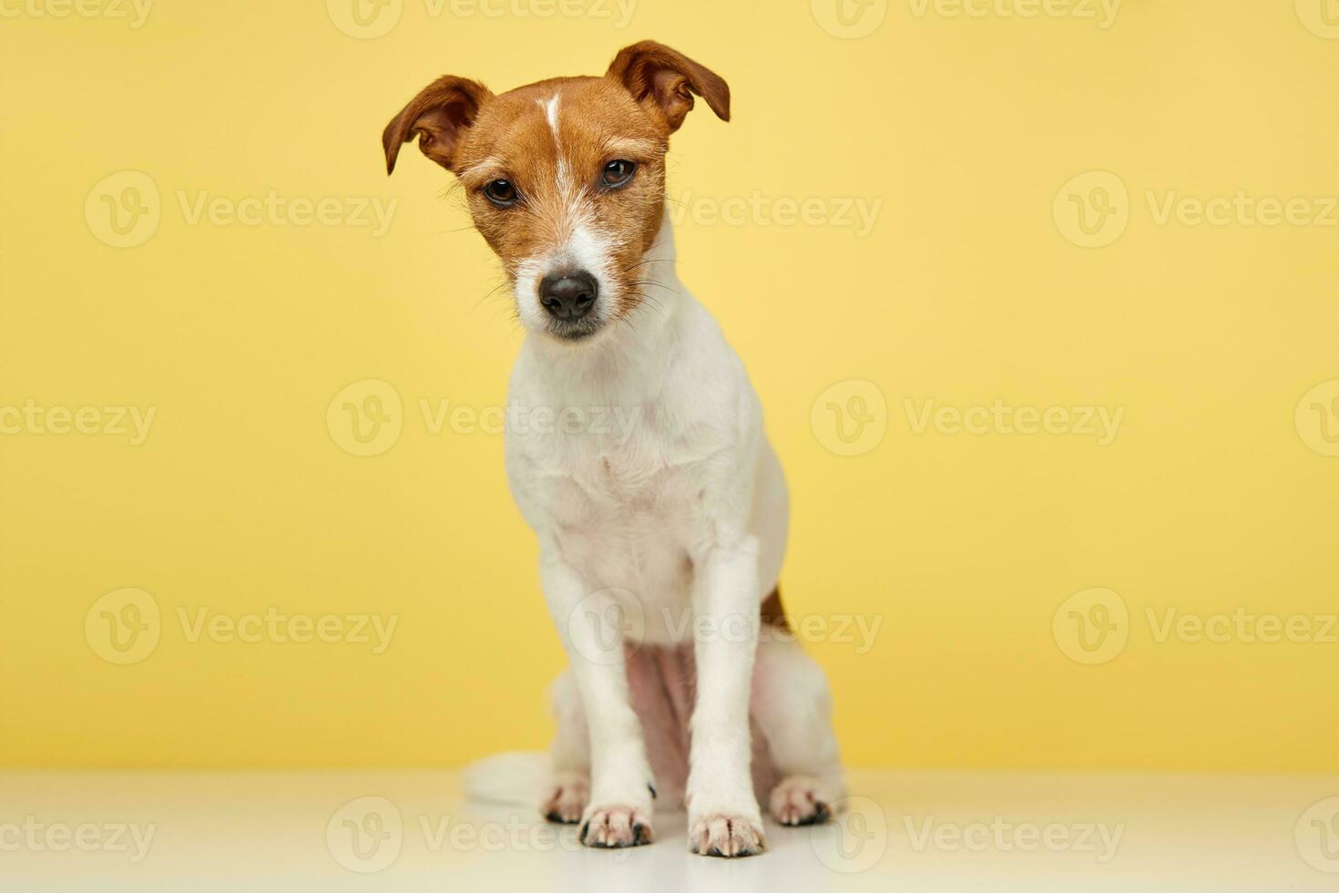 jack russell terrier cachorro em amarelo fundo. engraçado animal foto