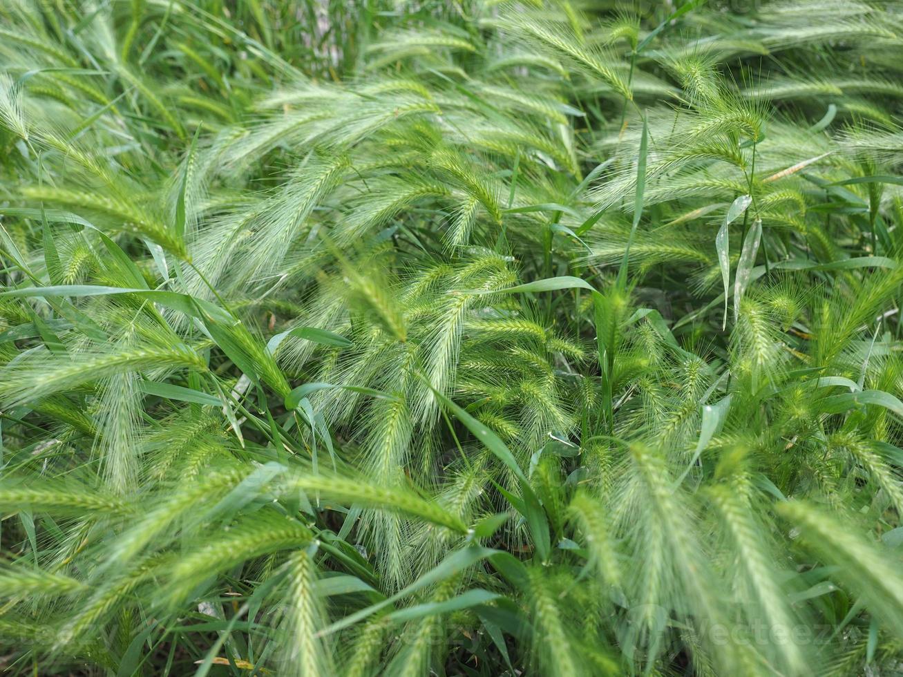 planta grama hordeum murinum foto