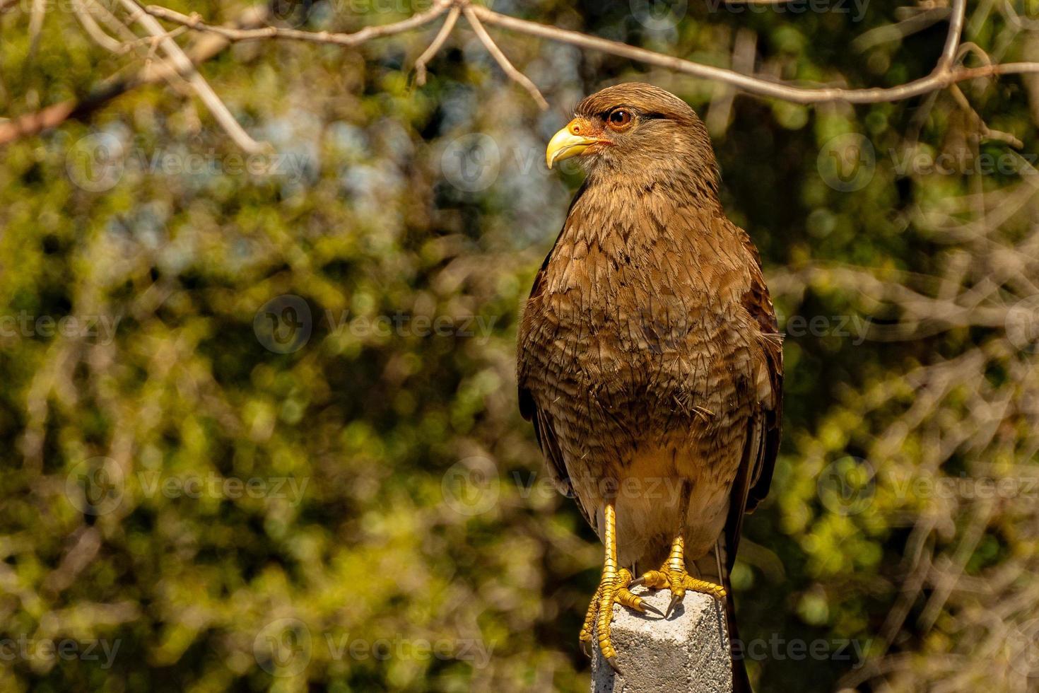 retrato de harrier eagle isolado em fundo fora de foco foto