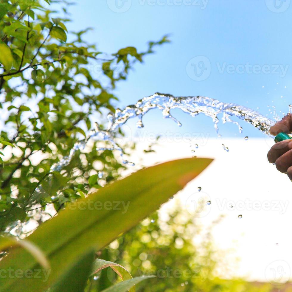 regar as árvores das plantas no jardim foto