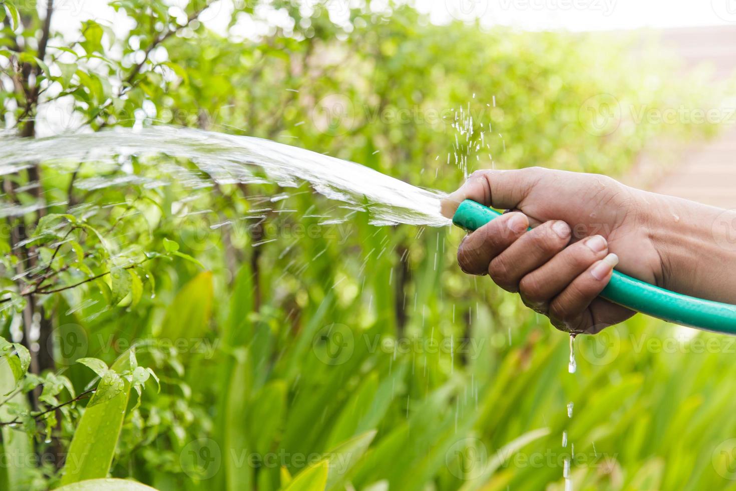 regar as árvores das plantas no jardim foto