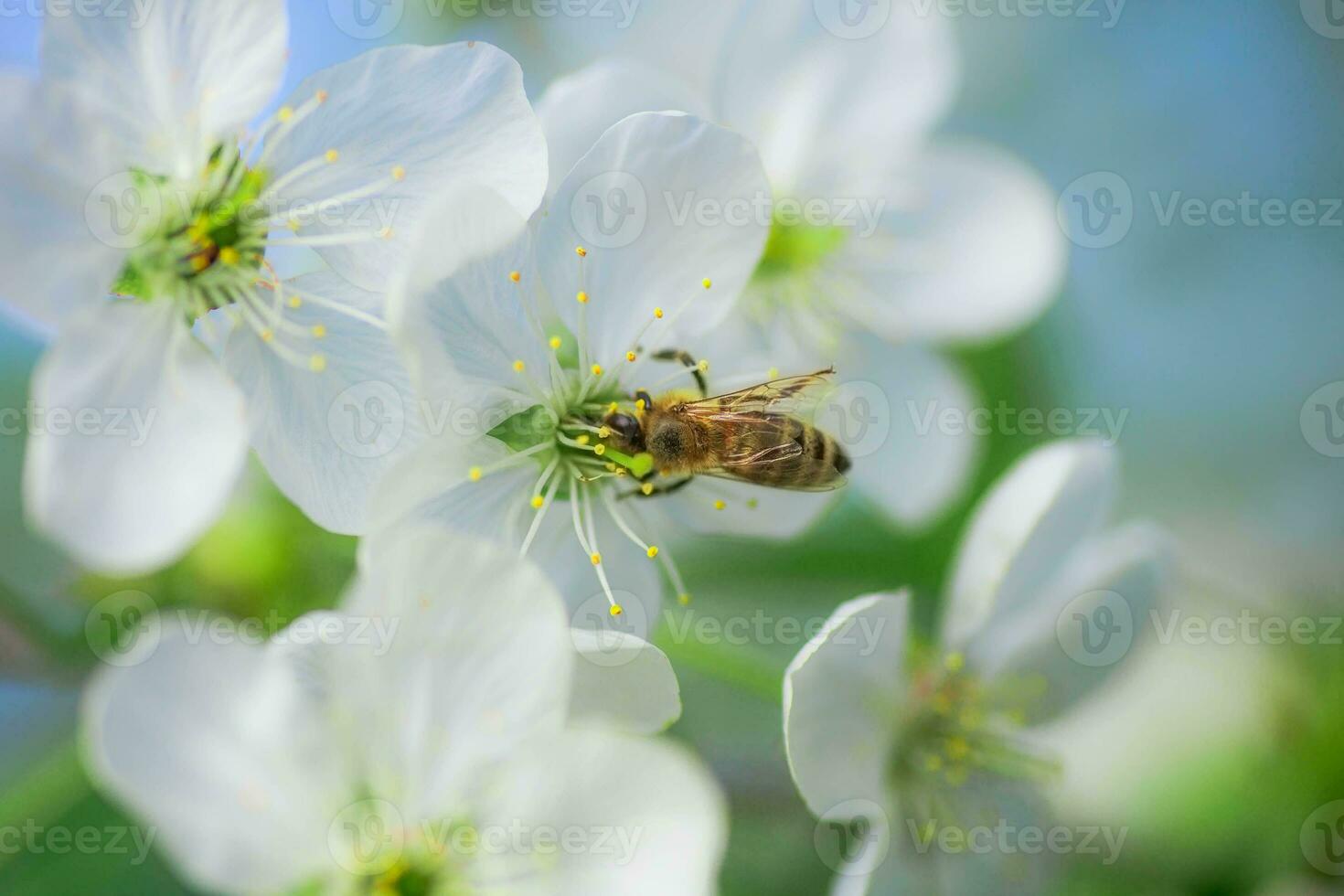 abelha coleta pólen e néctar branco flores cereja árvore. flores cereja árvore floresceu. querida e medicinal plantas Ucrânia. floração fruta árvores foto