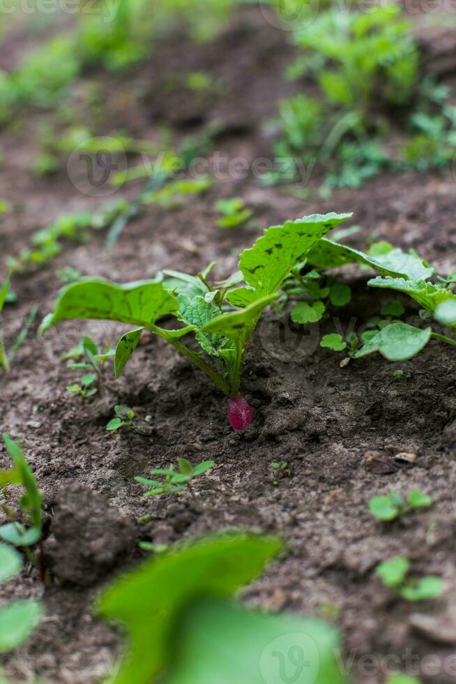 jovem plantar rabanetes. Rosa rabanete crescendo dentro a jardim. jovem f foto