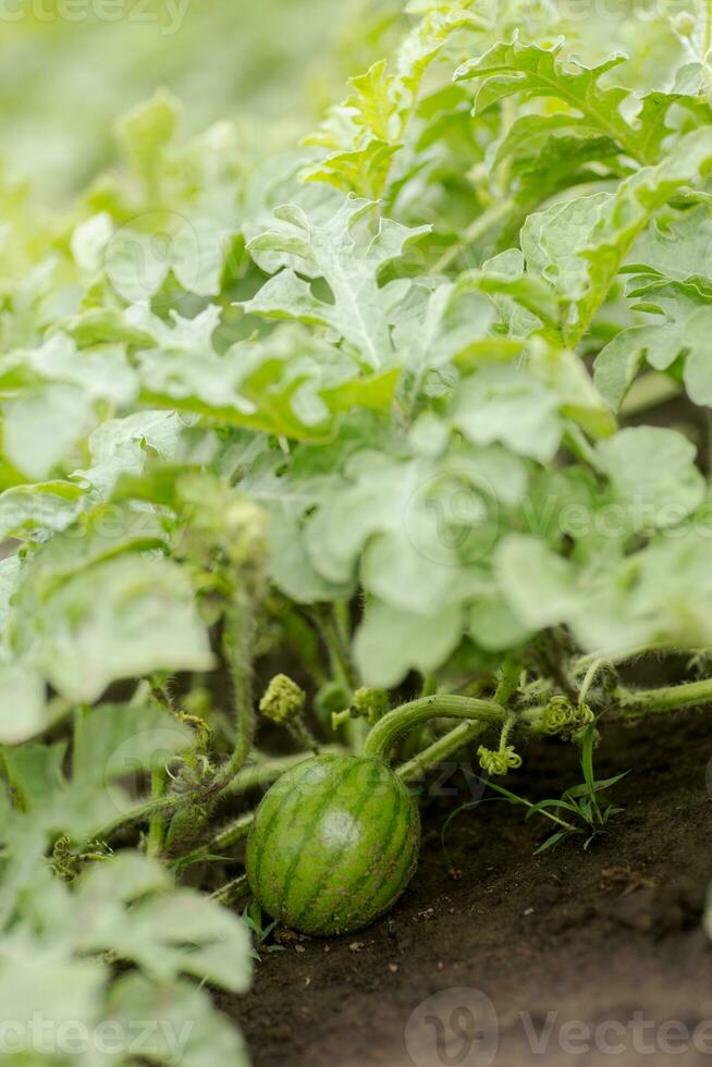 verde pequeno verde Melancia em uma Melão campo entre verde folhas. Melancia crescendo dentro a jardim dentro a Vila. a cultivo do melões Campos é uma colheita dentro a jardim. foto