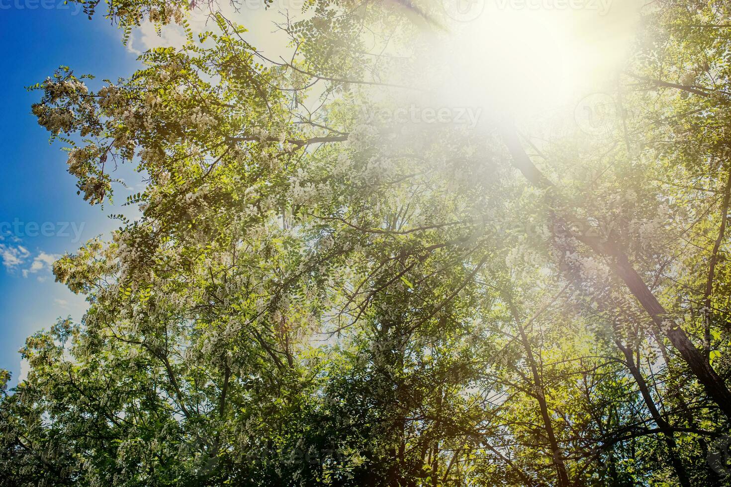 acácia em a galhos do pseudoacacia dentro a Primavera. uma floração árvore dentro pode dentro a orgânico parque. brilhante luz solar entre a branco flores do acácia. foto