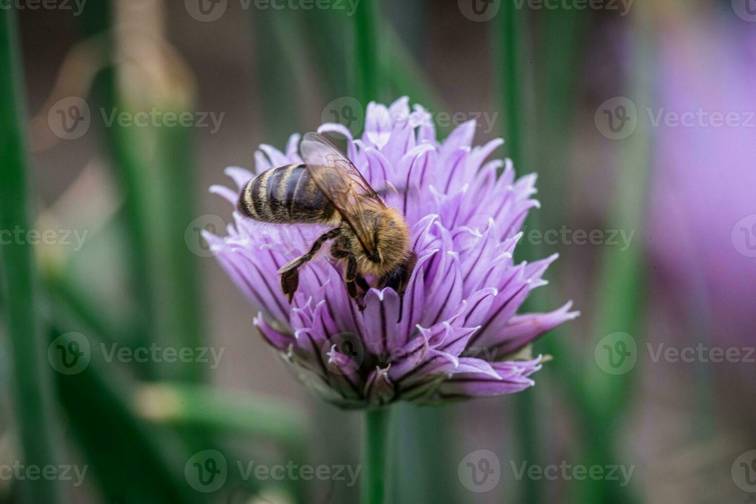 abelha às trabalhar, garantindo cebolinha florescer, allium schoenoprasum foto