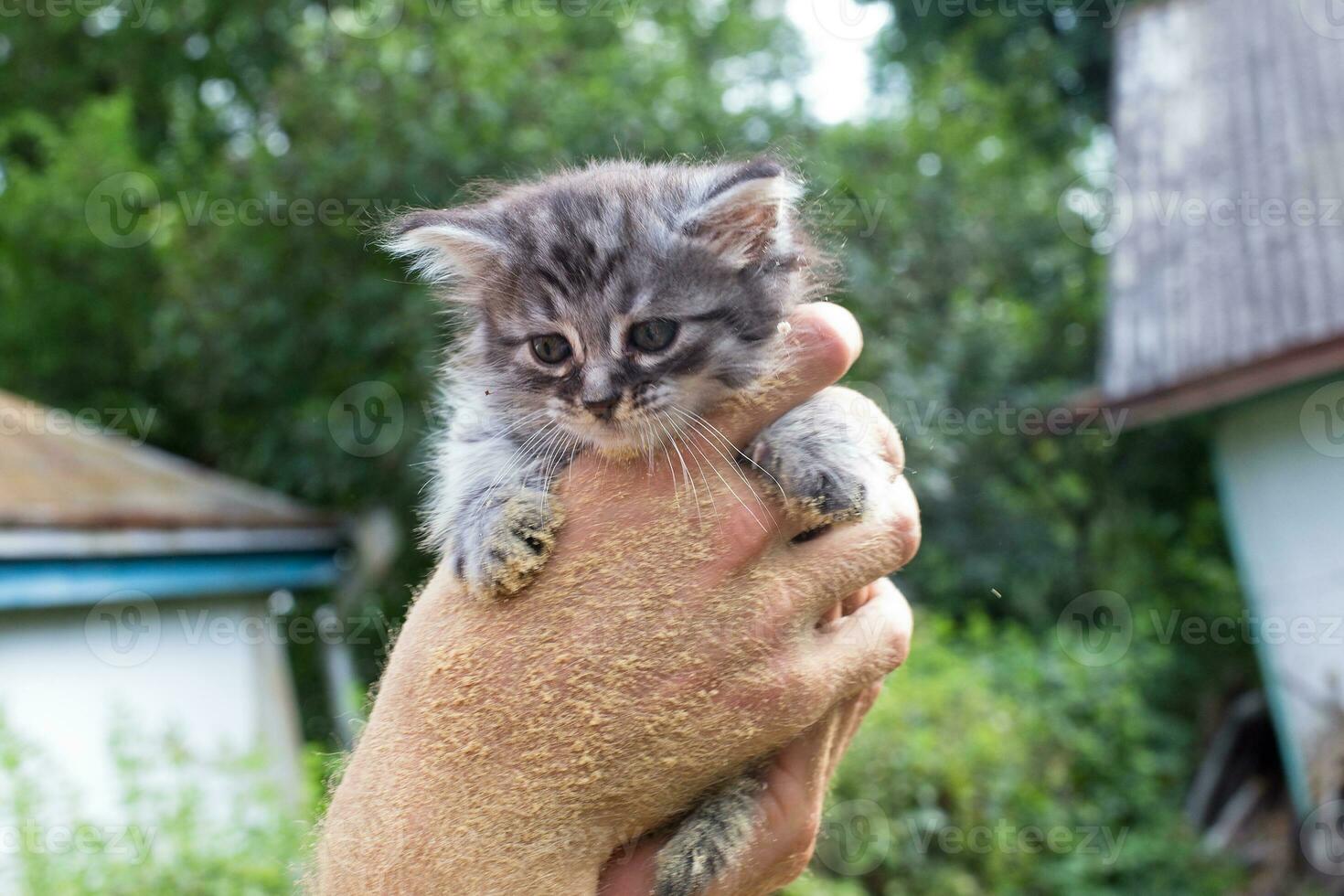 proprietário detém cinzento gatinho foto