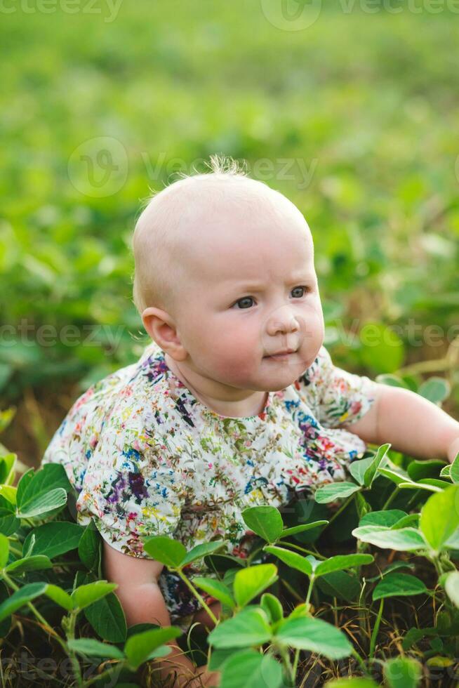 a bebê rasteja através uma campo do soja com jovem brotos com verde fresco folhas. foto