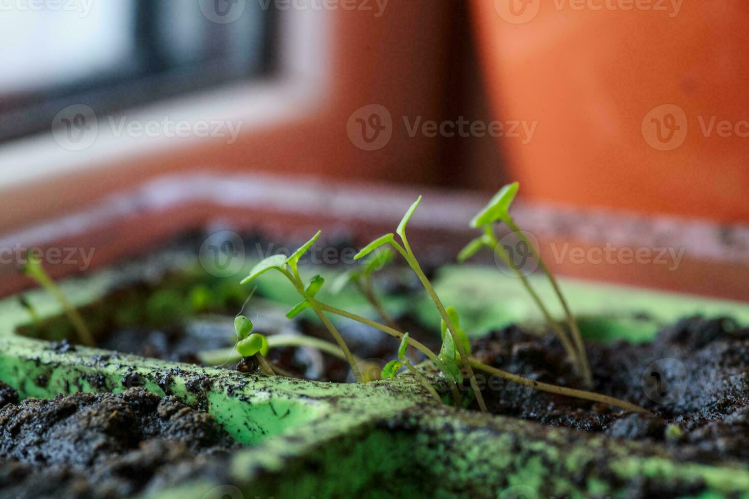 jovem Rúcula brotos dentro panelas para mudas. brotando sementes do foto