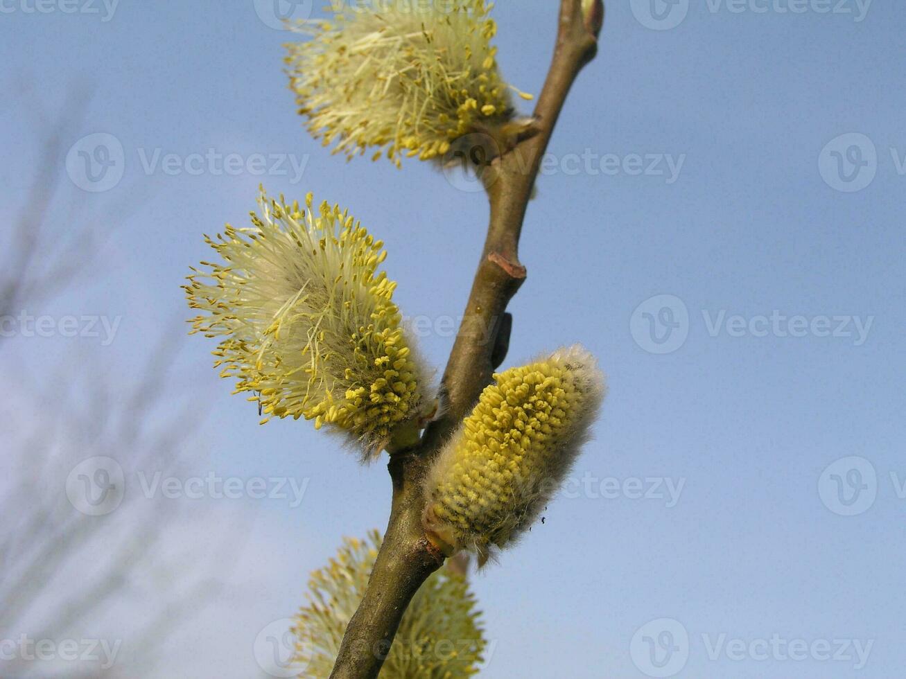 não fofo florescendo inflorescências amentilhos azevinho salgueiro dentro cedo Primavera antes a folhas. querida plantas Ucrânia. coletar pólen a partir de flores foto