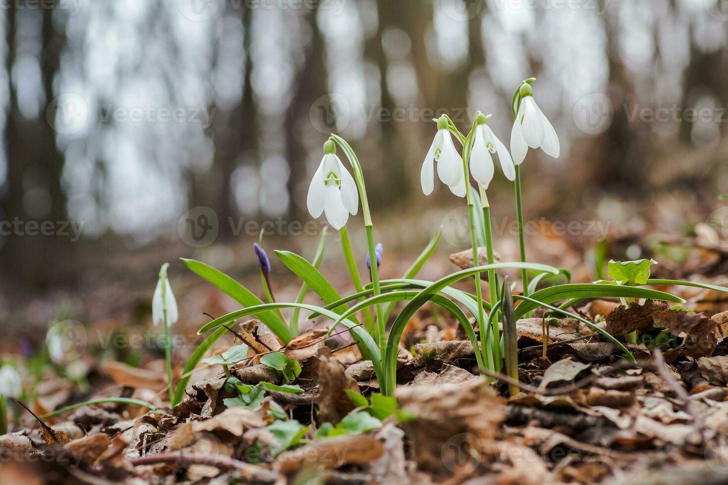 galanto, floco de neve três flores contra a fundo do árvores foto