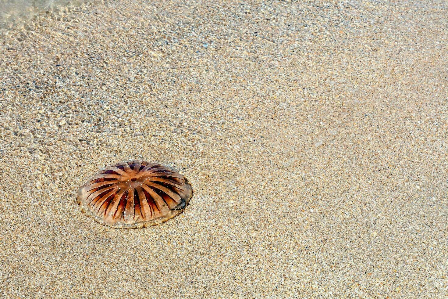 uma pequeno mar Concha em a areia foto
