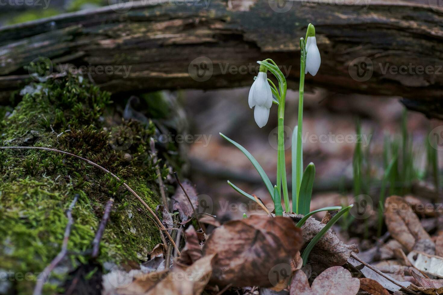 galanto, floco de neve três flores contra a fundo do árvores foto