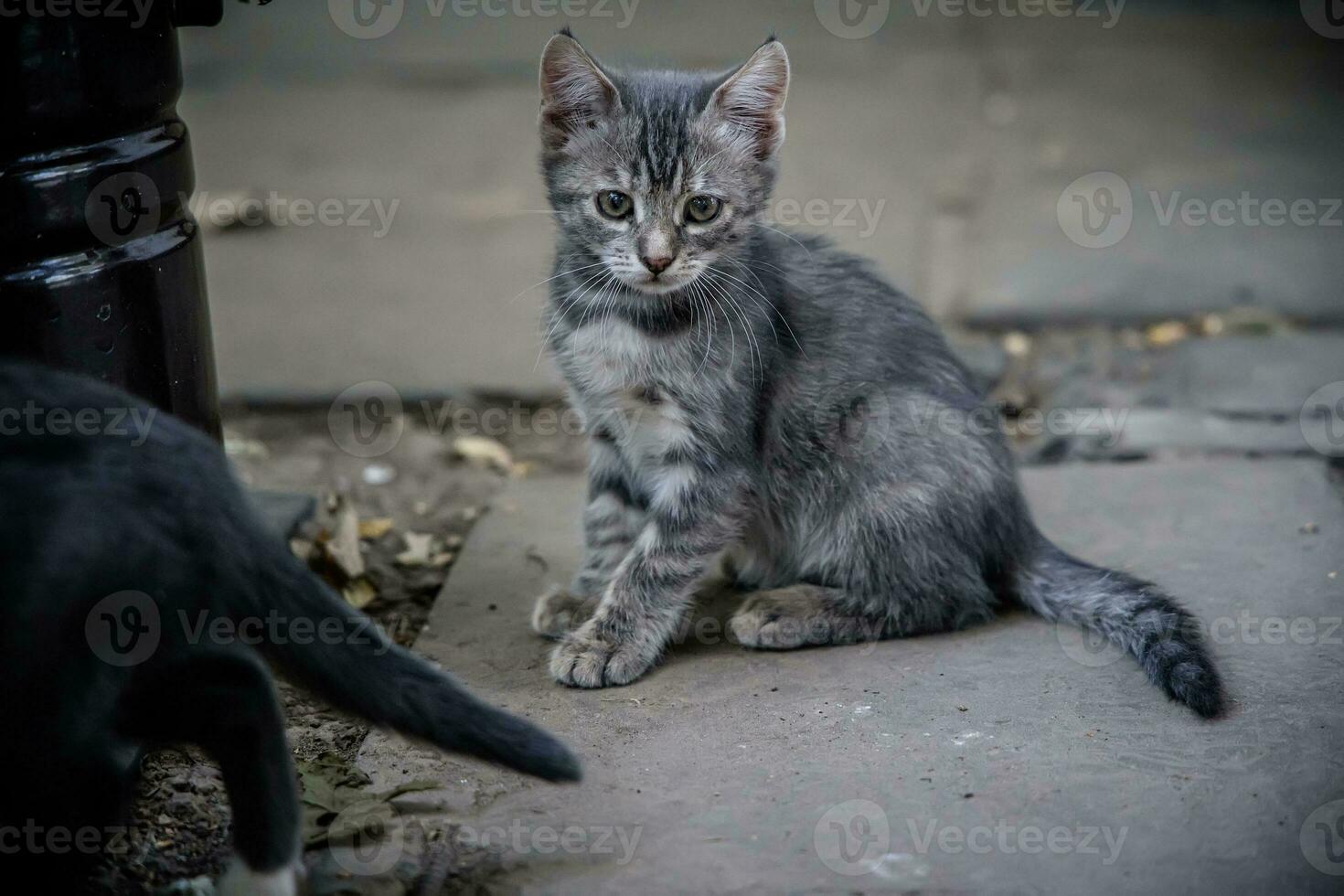 dois pequeno gatinhos jogando dentro a Jardim do uma casa de fazenda foto