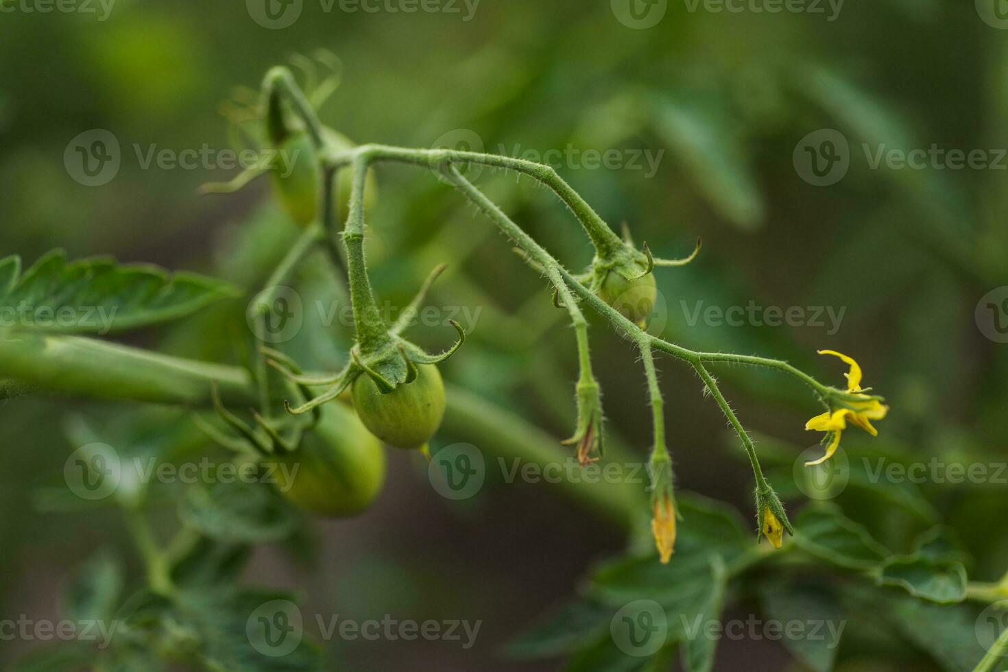 verde não maduro tomate em uma arbusto. tomate flor fechar acima foto