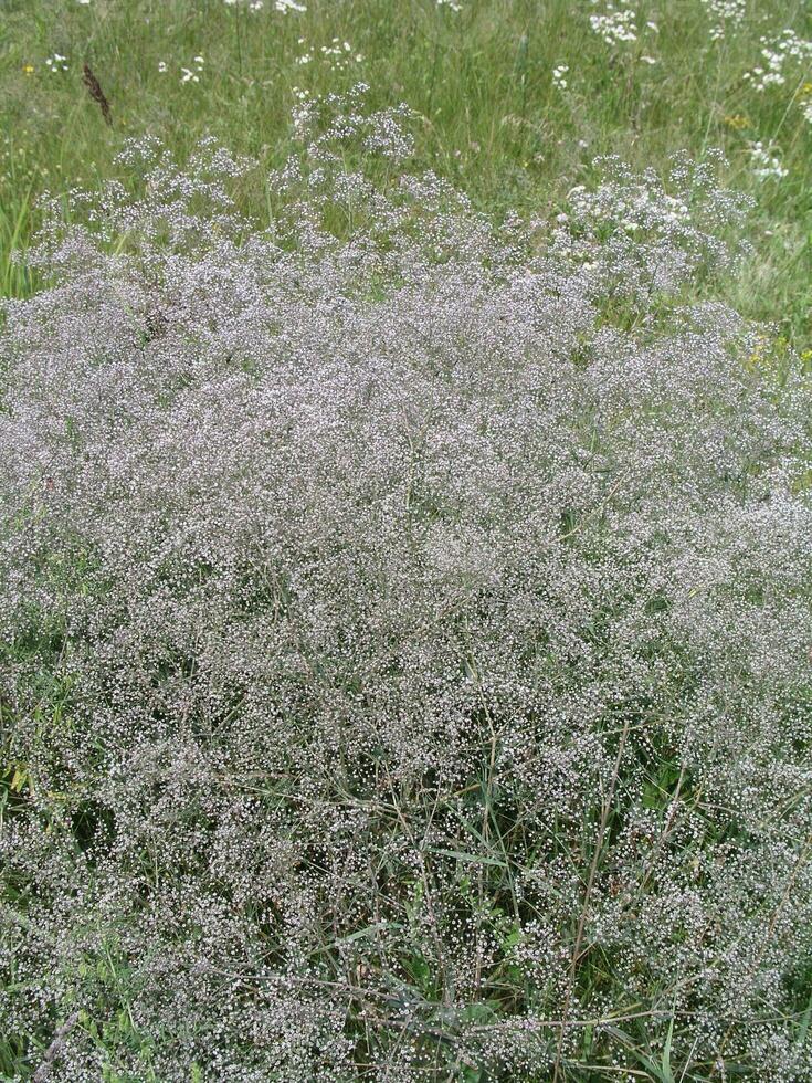 branco flores Gypsophila paniculata Bêbês respiração, comum gypsophila, em pânico hálito de bebê fechar-se contra a fundo do a terra Visão a partir de acima. medicinal plantas do Europa dentro julho. foto