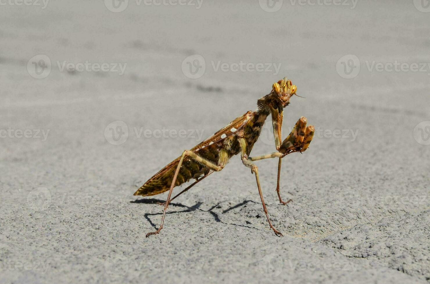 uma Rezar louva-a-deus é em pé em a terra foto