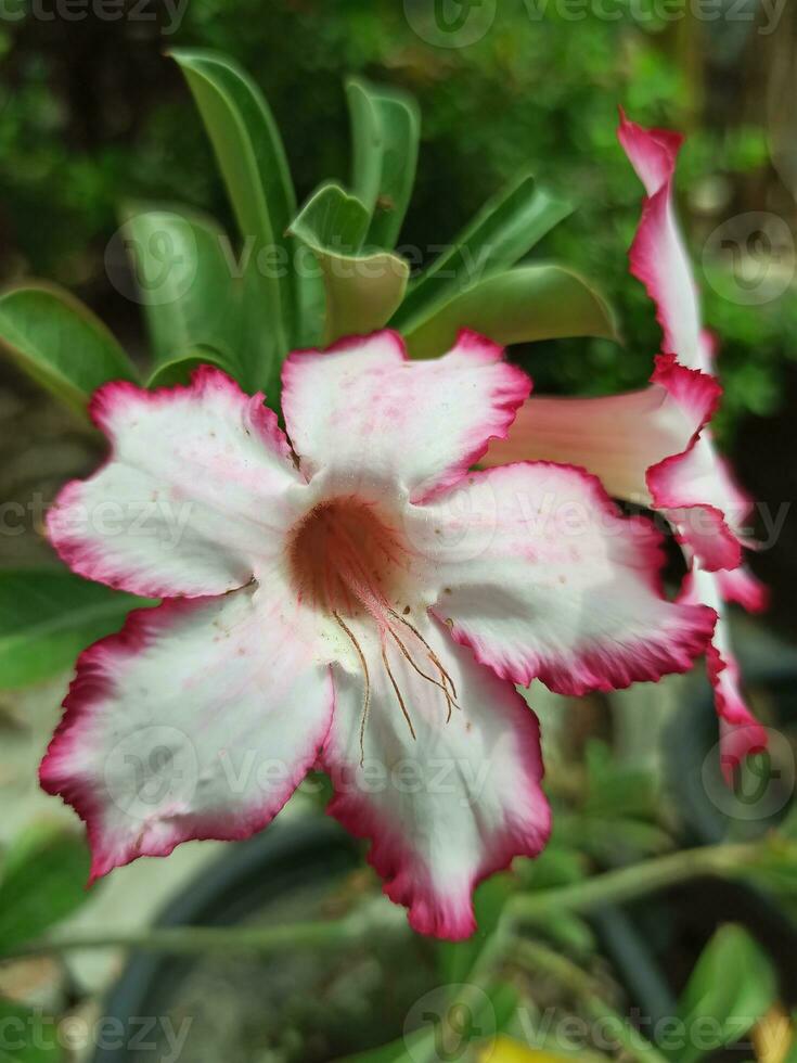 Japão adenium ou adenium obesum flor é florescendo foto