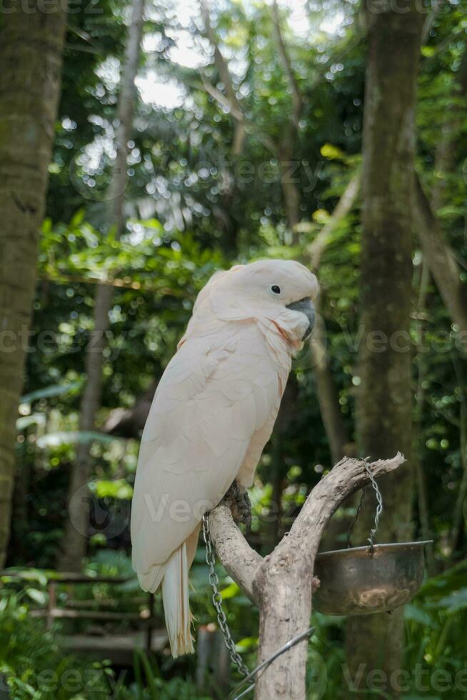 a lindo cacatua dentro a lombok animais selvagens parque foto