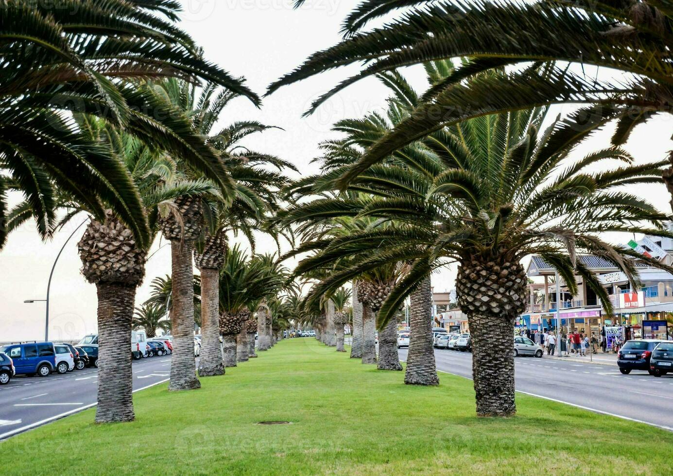 Palma árvores linha a calçada dentro frente do uma de praia foto