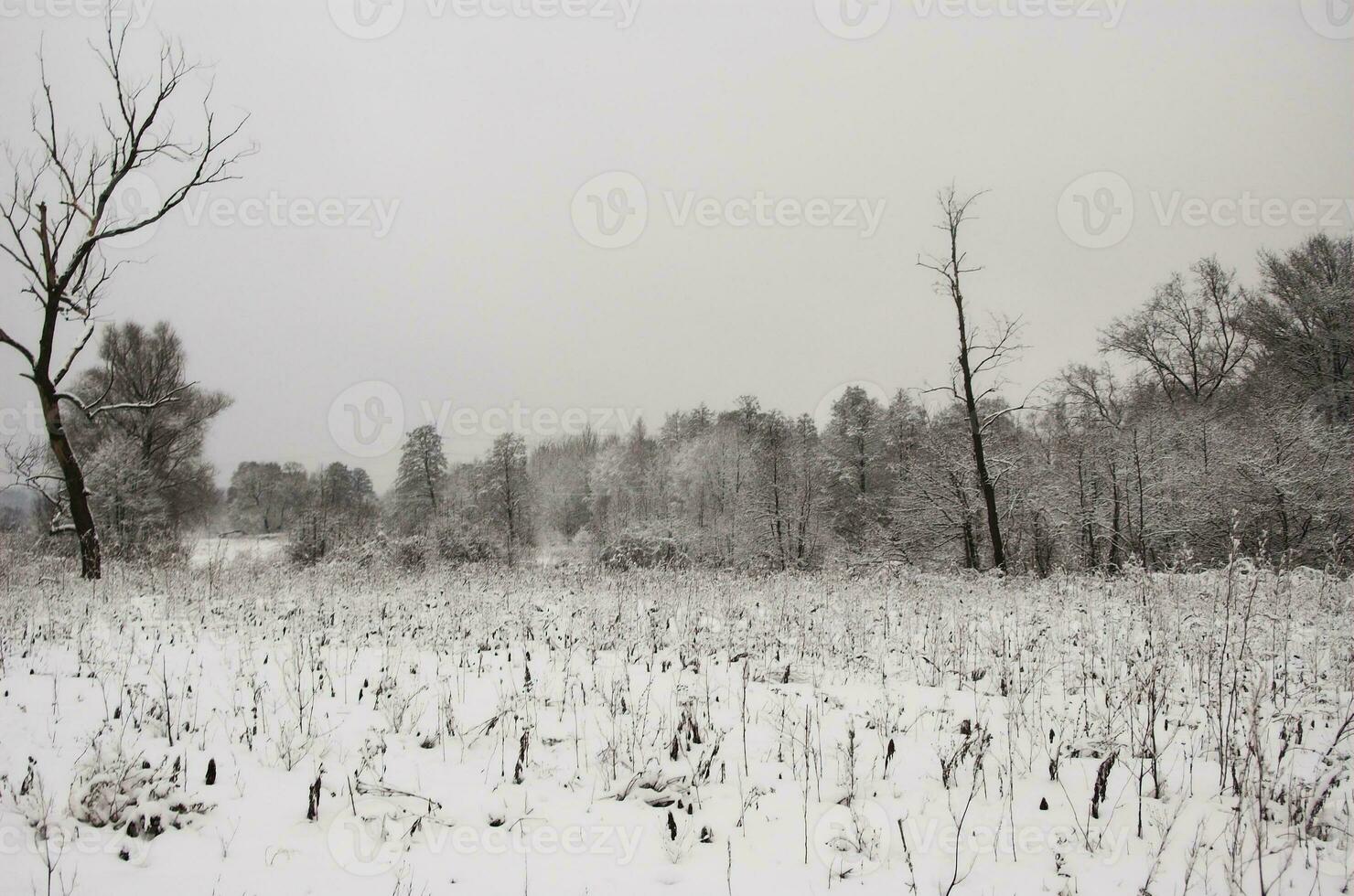 paisagem de neve de inverno foto