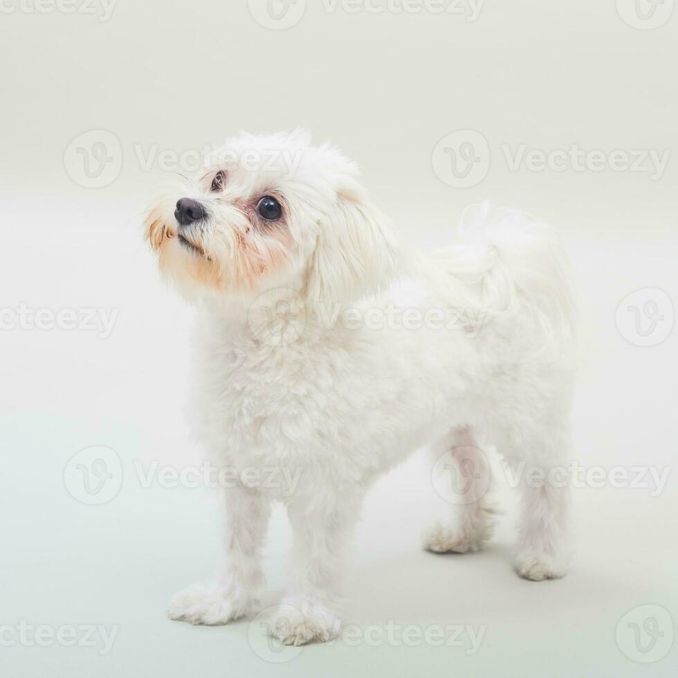 retrato do fofa fêmea maltês cachorro em cinzento fundo foto