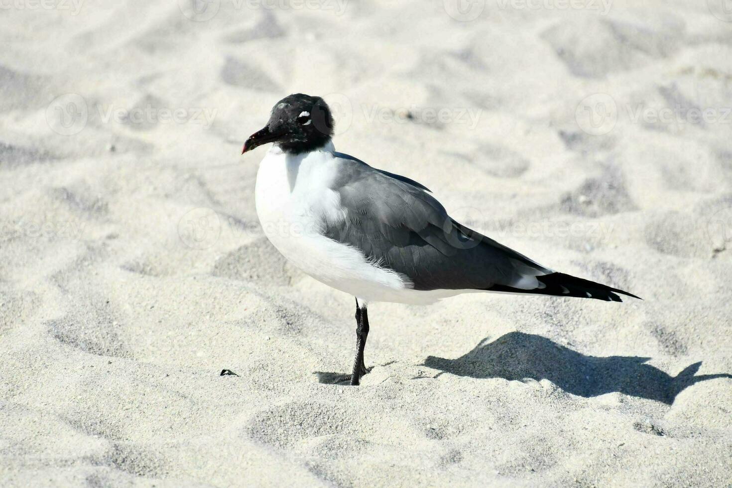 uma Preto e branco pássaro em pé em uma arenoso de praia foto