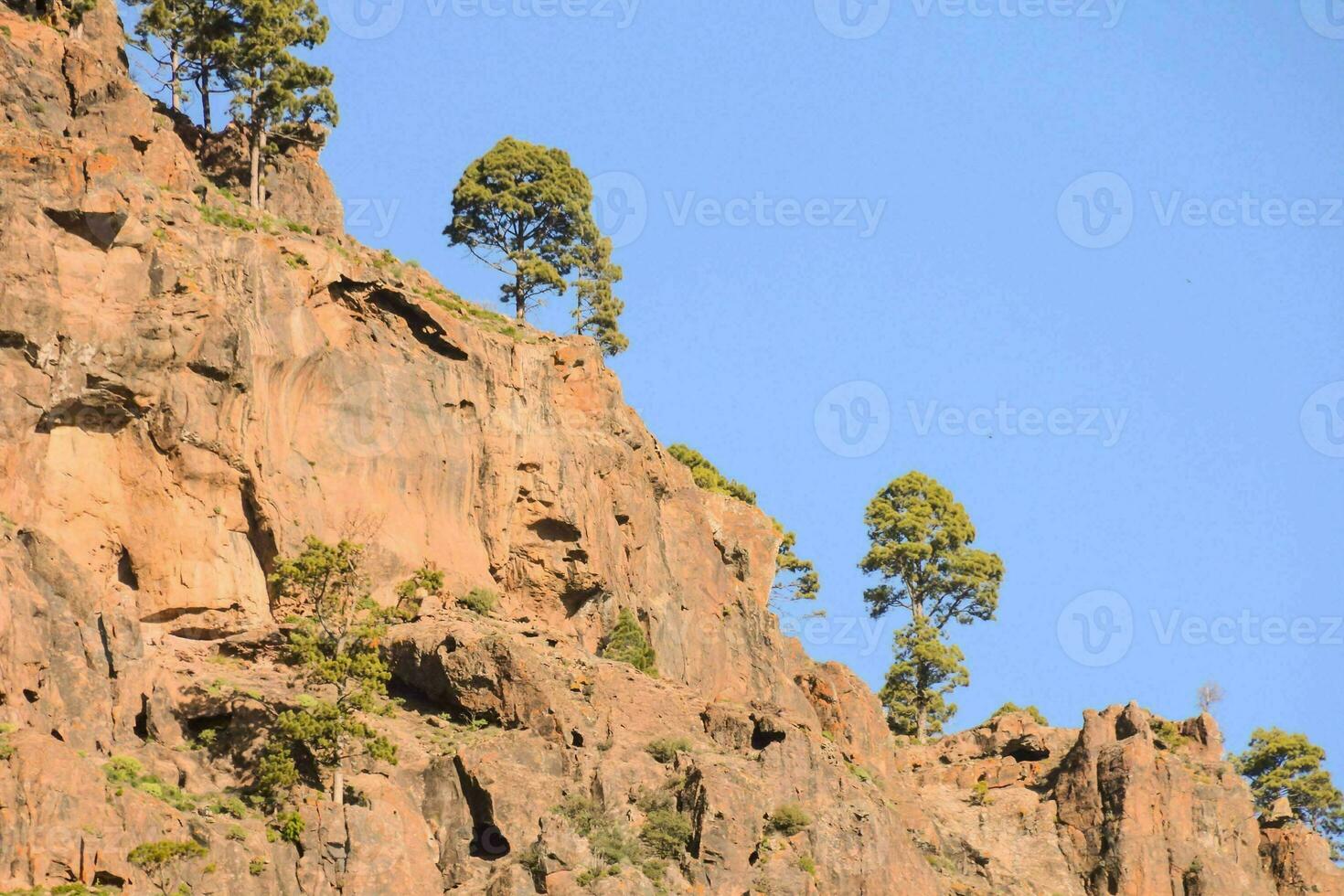 uma grupo do árvores em a lado do uma montanha foto