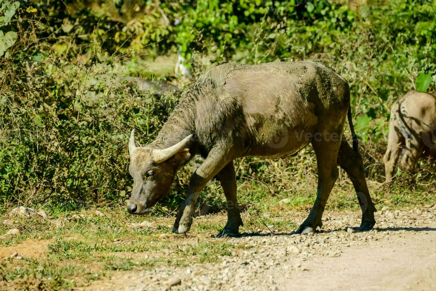 uma água búfalo é caminhando baixa uma sujeira estrada foto