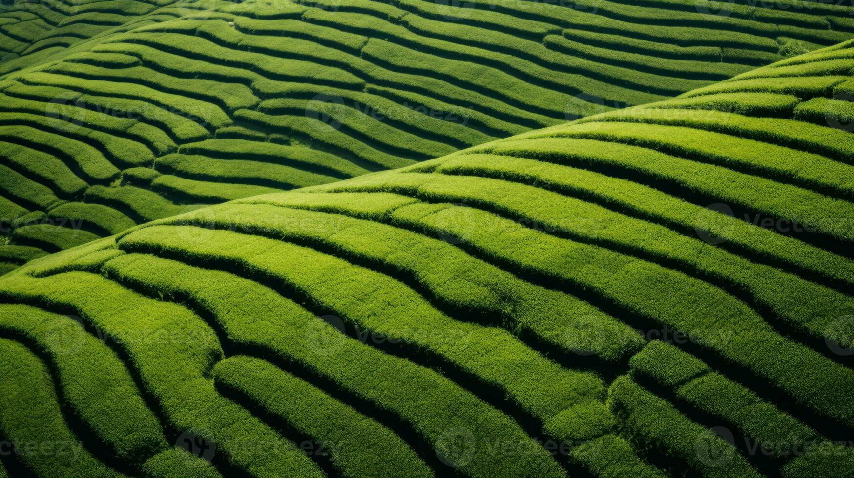 ai gerado chá plantação paisagem, topo Visão textura foto