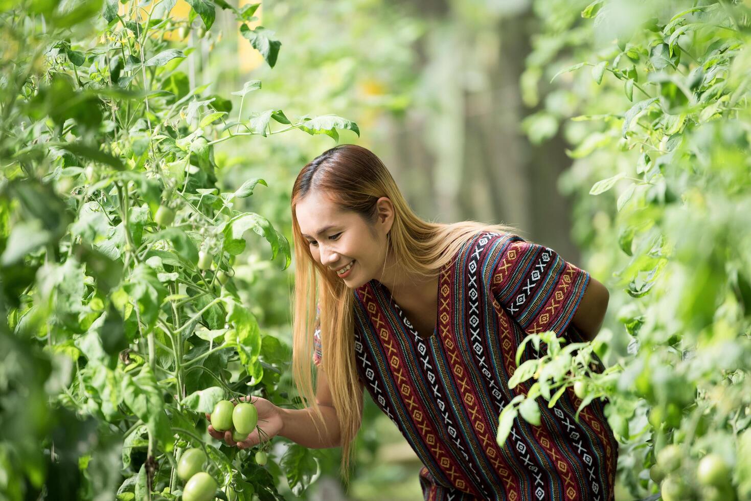 agricultora verificando tomate na fazenda de tomate foto