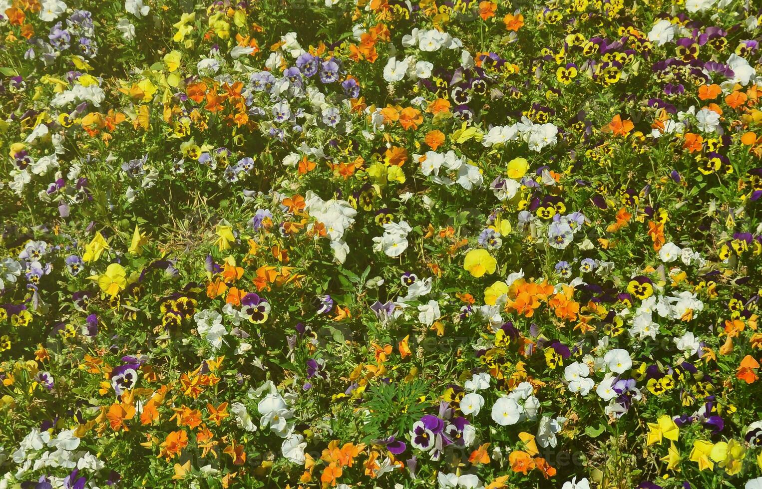 a textura de um grande número de flores coloridas diferentes plantadas em um canteiro de flores foto